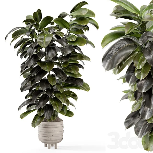 Indoor Plants In Concrete Pots - Set 953